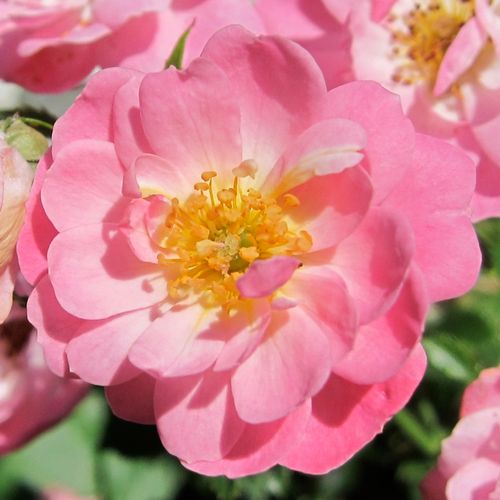 E-commerce, vendita, rose, in, vaso rose tappezzanti - rosa - Rosa Easy Cover® - rosa non profumata - L. Pernille Olesen - ,-